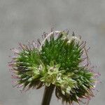 Sanicula europaea Fruto