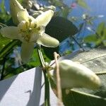 Passiflora biflora Fleur