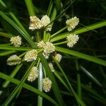 Cyperus luzulae Levél