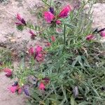 Echium creticum Other