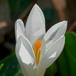 Crocus aleppicus പുഷ്പം