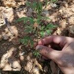 Bidens subalternans Leaf