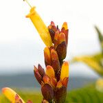 Sanchezia nobilis Flor