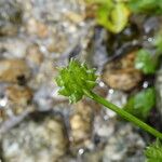 Ranunculus repens Fruit