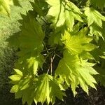 Acer shirasawanum Folha