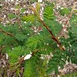 Rosa omeiensis Leaf