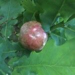 Quercus robur Fruit