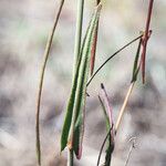 Caulanthus heterophyllus Leaf