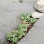 Sedum dasyphyllum Folha