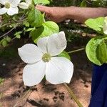 Cornus nuttallii Flor