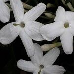 Jasminum polyanthum Flower