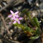 Centaurium tenuiflorum Flor