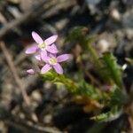 Centaurium tenuiflorum Квітка