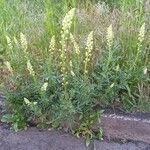 Reseda lutea Habitat