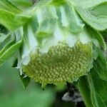 Carpesium cernuum 花