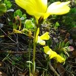 Linum campanulatum Other