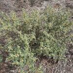 Xanthium spinosum Habit