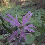 Silene flos-cuculiCvet