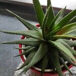 Haworthia attenuata পাতা