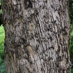 Combretum celastroides Rinde