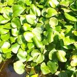 Hydrocharis chevalieri Hoja