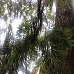 Grevillea robusta Folha