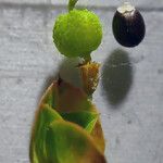 Euphorbia platyphyllos Fruit