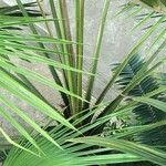 Livistona speciosa Corteza