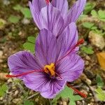 Crocus sativus Çiçek