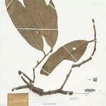 Anaxagorea brachycarpa Лист