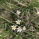 Gagea serotina Flower