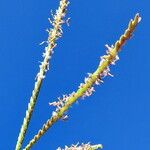 Cynodon dactylon Flower