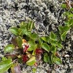 Salix herbacea Fruit