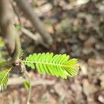 Vachellia collinsii Ліст