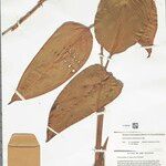 Ischnosiphon puberulus Hoja