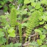 Equisetum telmateia Folha