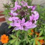 Cleome houtteana Blüte