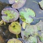 Nymphoides peltata Blad