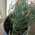 Albuca spiralis Folha