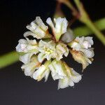 Eriogonum cernuum 花