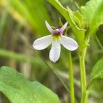 Lobelia anceps Λουλούδι