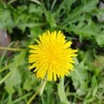 Taraxacum campylodes Flower