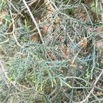 Juniperus chinensis Folha