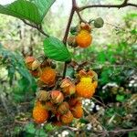 Rubus ellipticus ഫലം