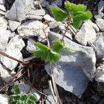 Aquilegia pyrenaica Blatt