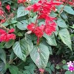 Salvia splendens Yeri