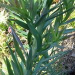 Linaria angustissima Blad