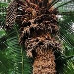 Dioon spinulosum Lubje