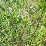 Vicia hirsuta Feuille