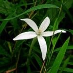 Hippobroma longiflora Цветок